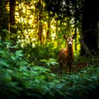 Begegnung im Wald