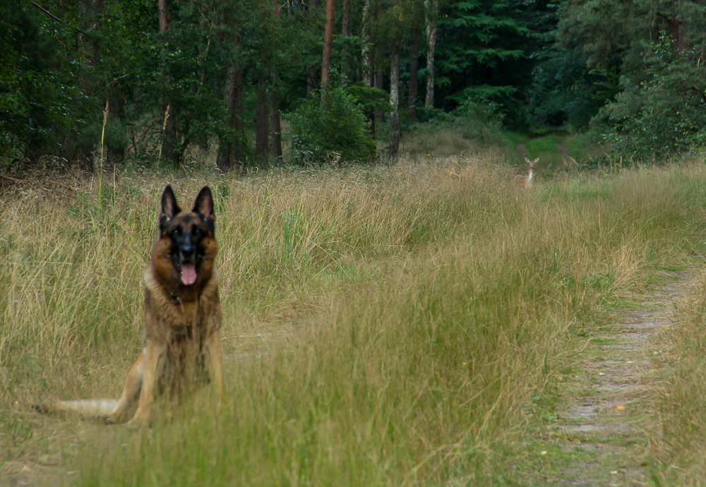 Begegnung im Wald