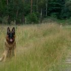 Begegnung im Wald