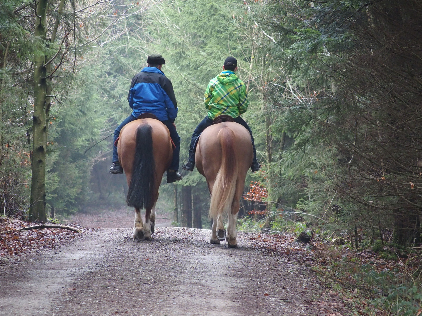 Begegnung im Wald