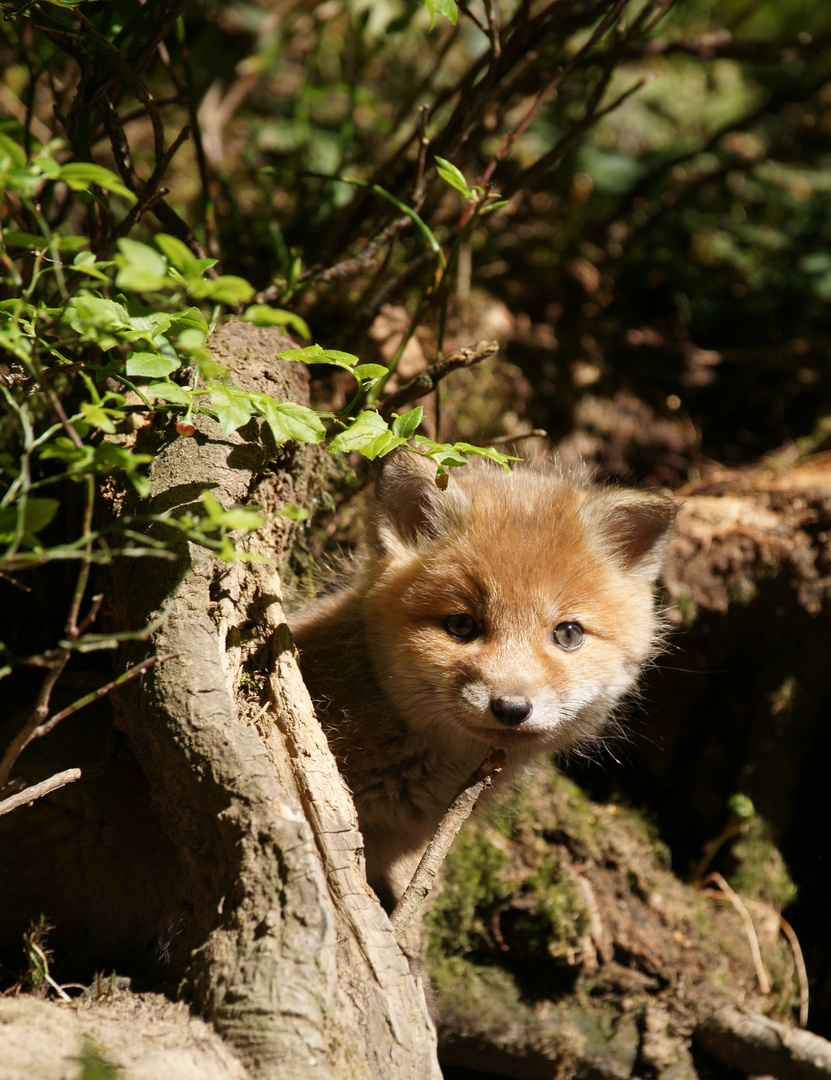 Begegnung im Wald!