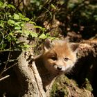 Begegnung im Wald!