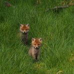 Begegnung im Wald