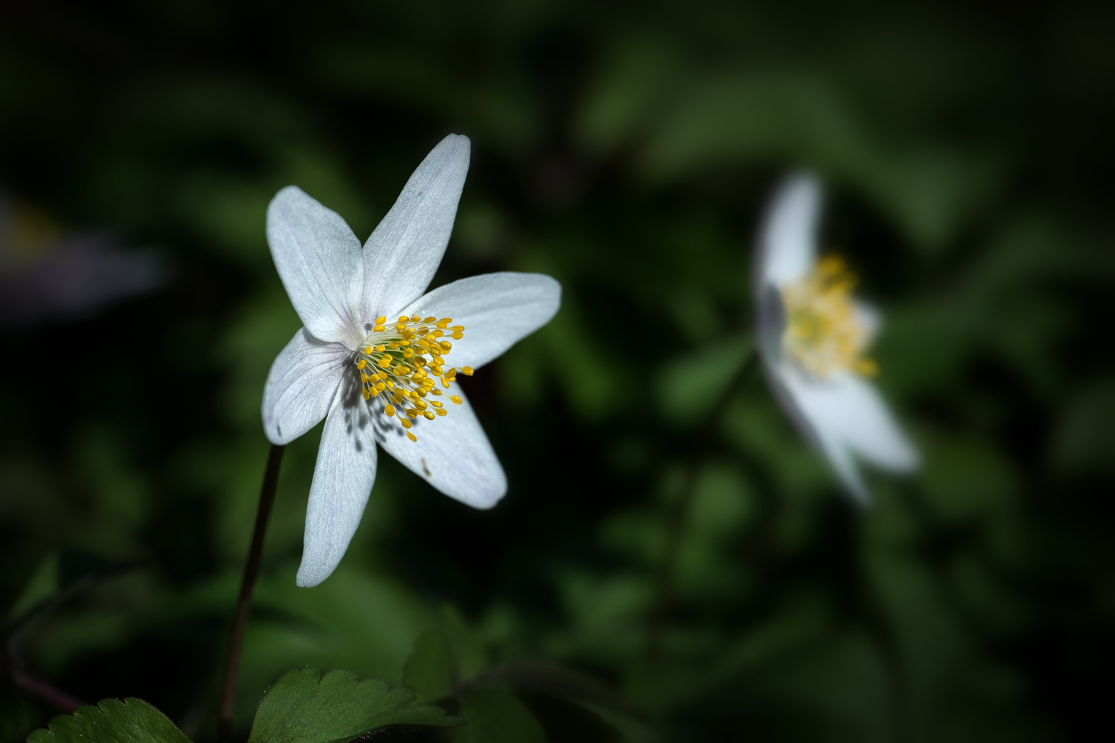 Begegnung im Wald / 1