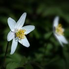 Begegnung im Wald / 1