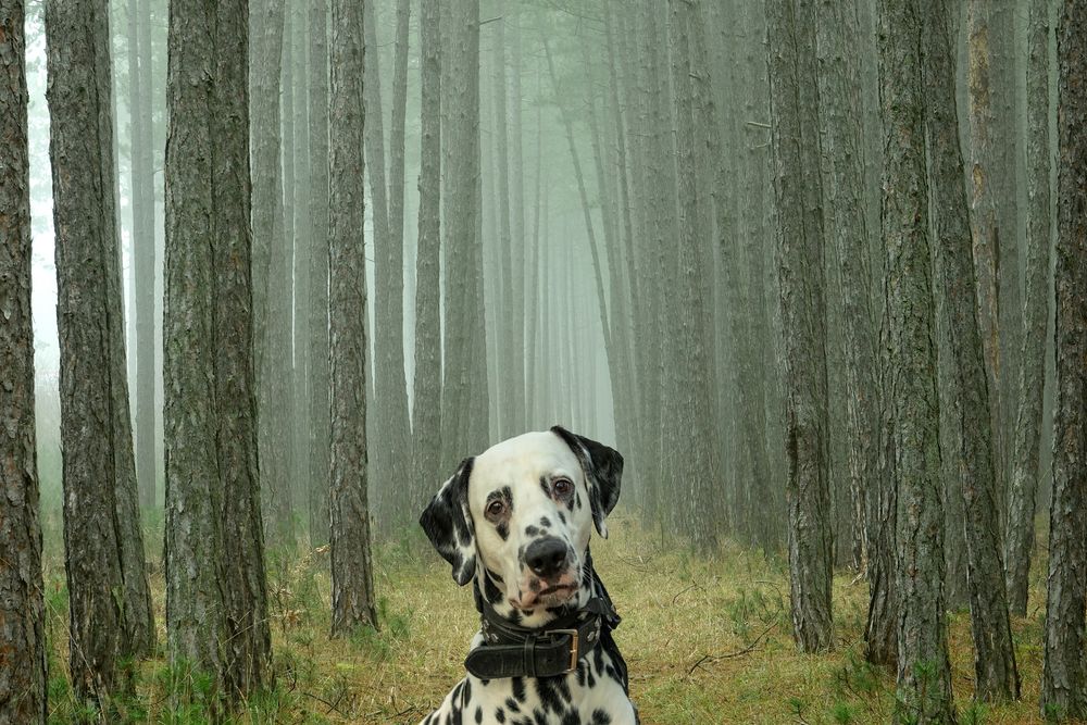 Begegnung im Wald