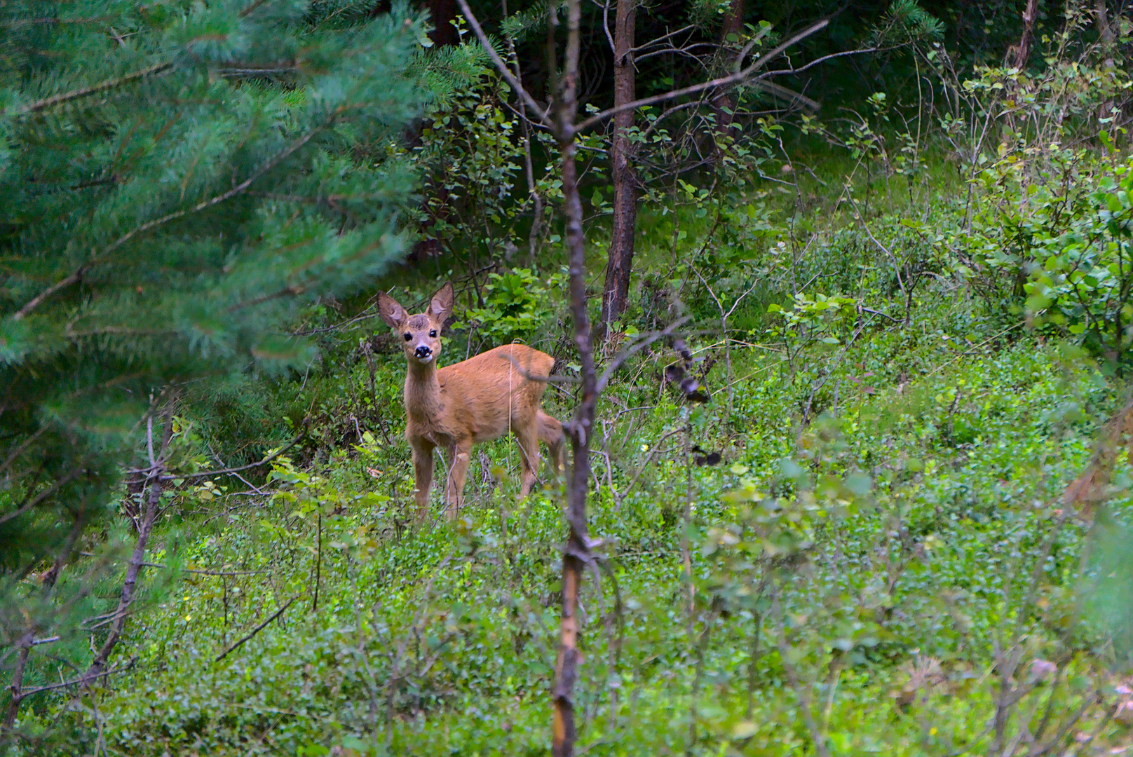 Begegnung im Wald