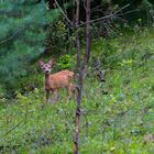 Begegnung im Wald