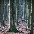 Begegnung im Wald