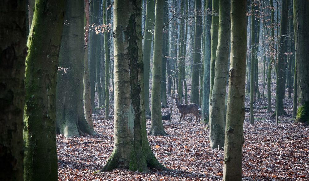 Begegnung im Wald