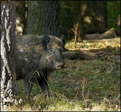 Begegnung im Wald 2