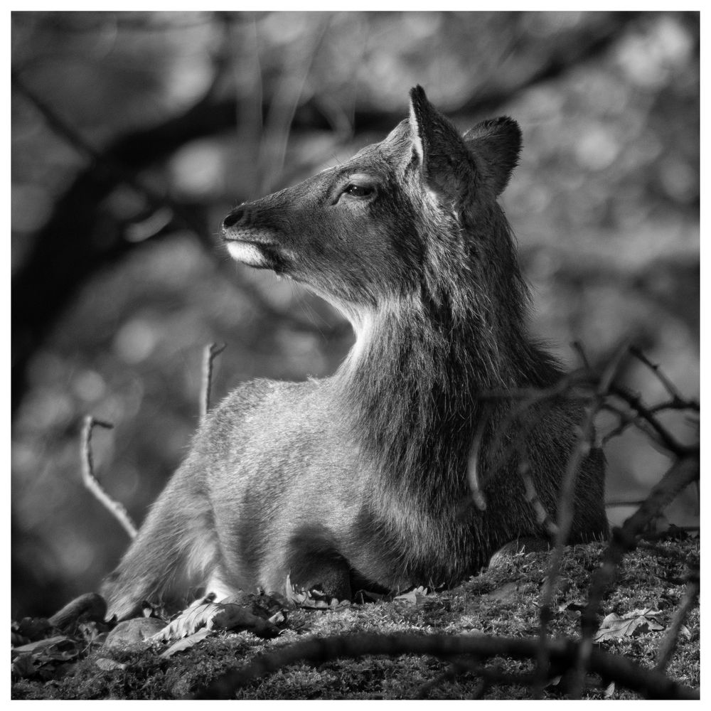 Begegnung im Wald 2