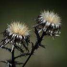 Begegnung im Wald / 2