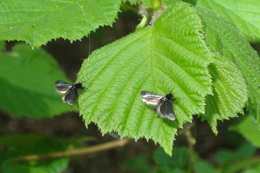 Begegnung im Wald