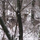 Begegnung im Wald