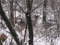 Begegnung im Wald