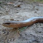 Begegnung im Wald