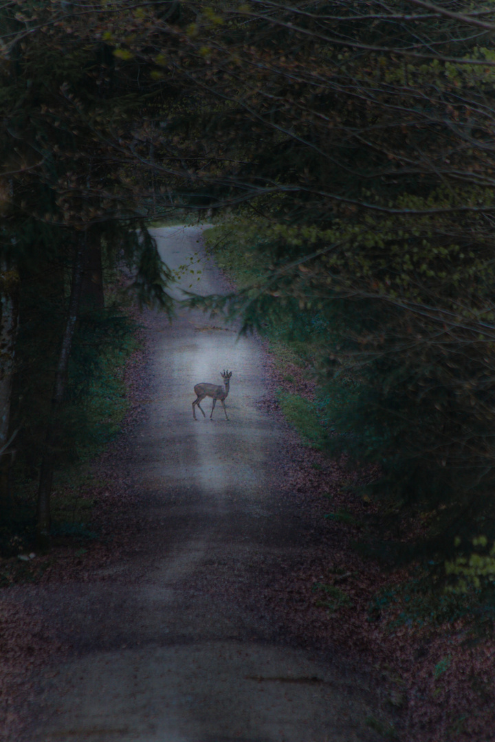 Begegnung im Wald.