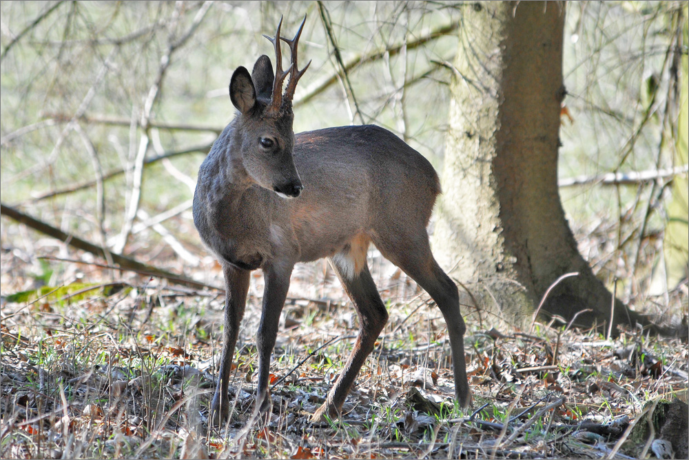 Begegnung im Wald . . .