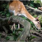 Begegnung im Wald