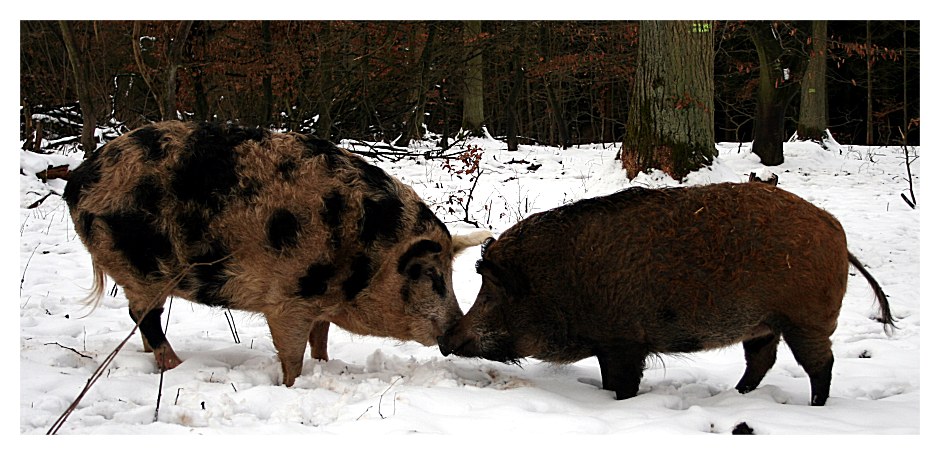 Begegnung im Wald...