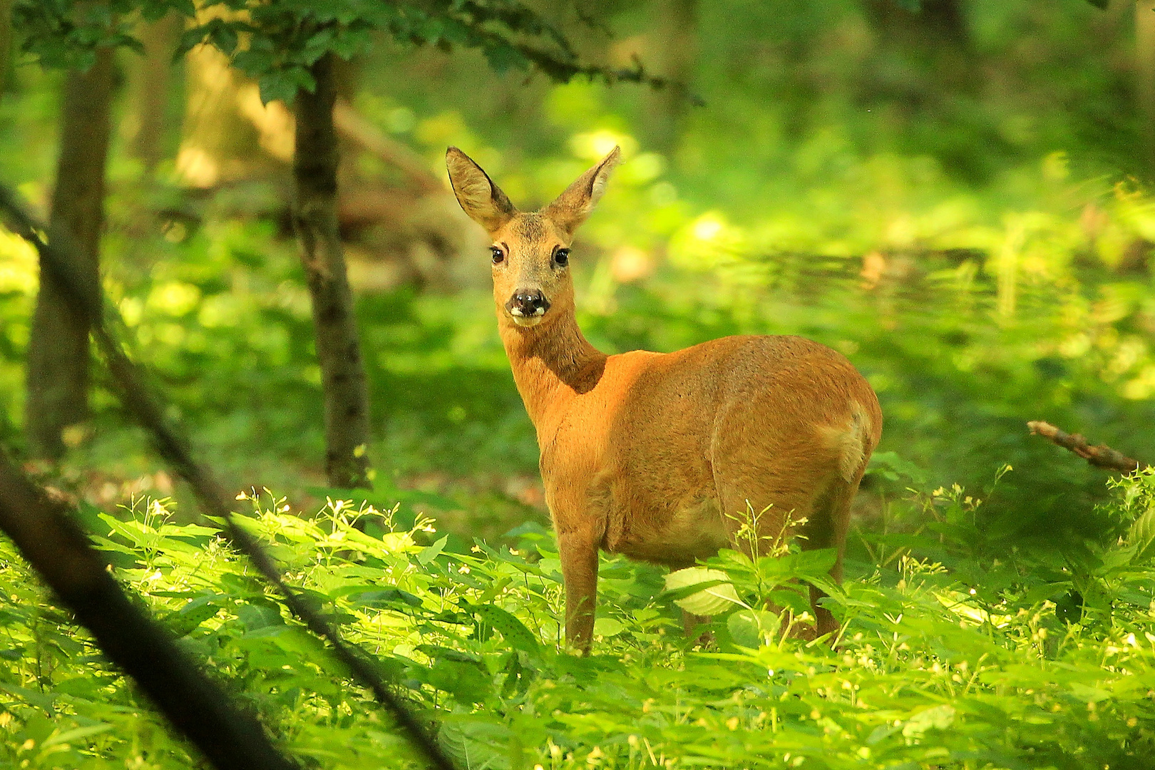 Begegnung im Wald