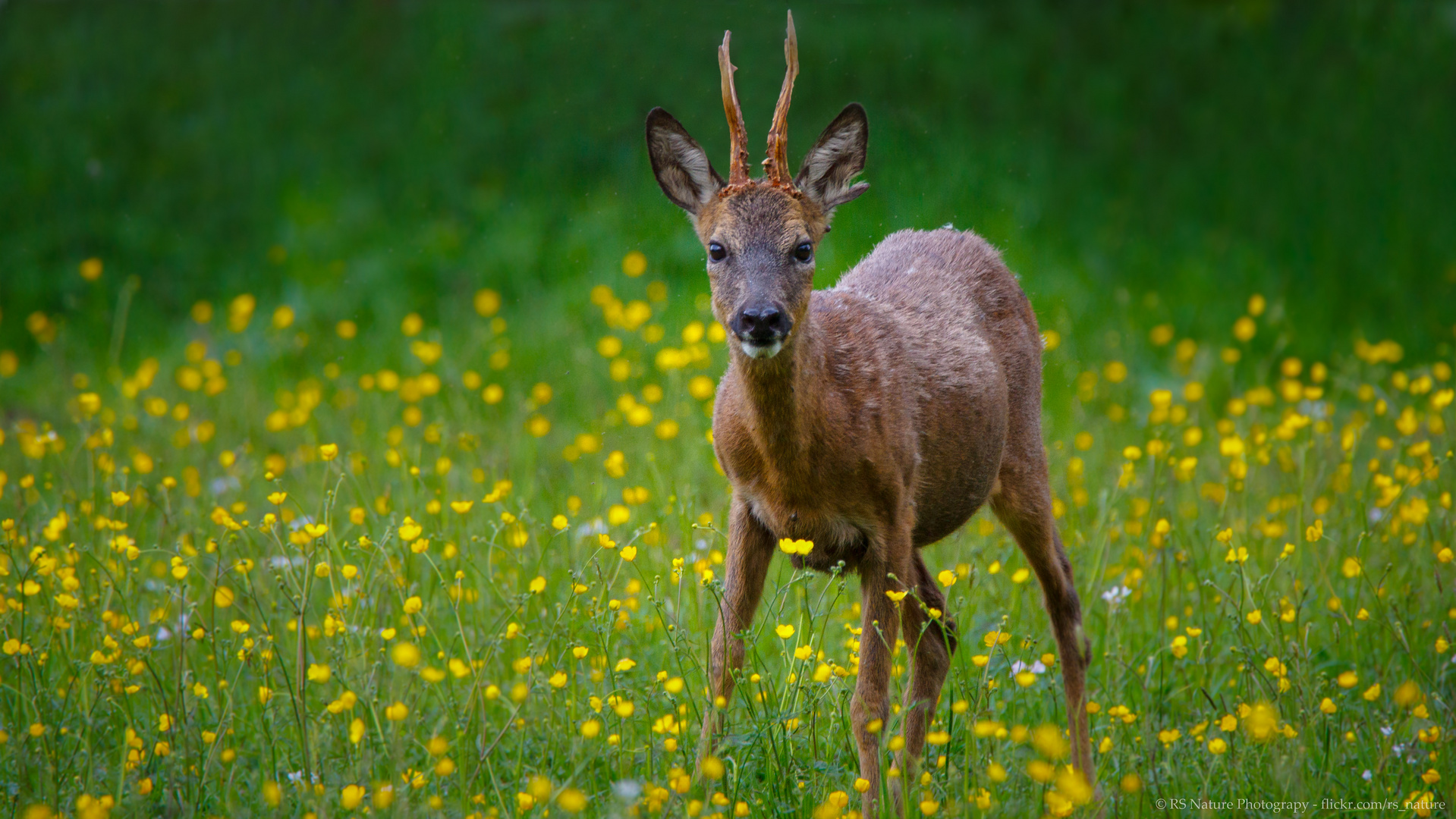 Begegnung im Wald