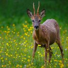 Begegnung im Wald