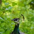 Begegnung im Wald