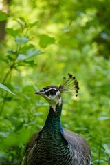 Begegnung im Wald