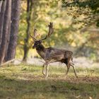 Begegnung im Wald