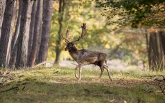 Begegnung im Wald