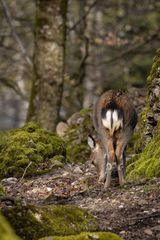 begegnung im Wald