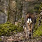 begegnung im Wald