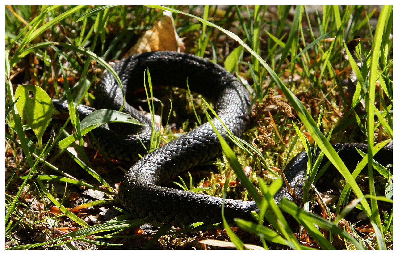 Begegnung im Wald