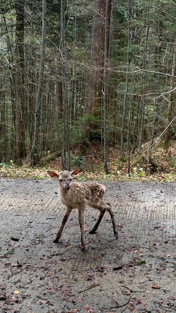 Begegnung im Wald