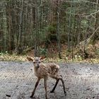 Begegnung im Wald