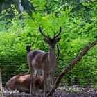 Begegnung im Wald