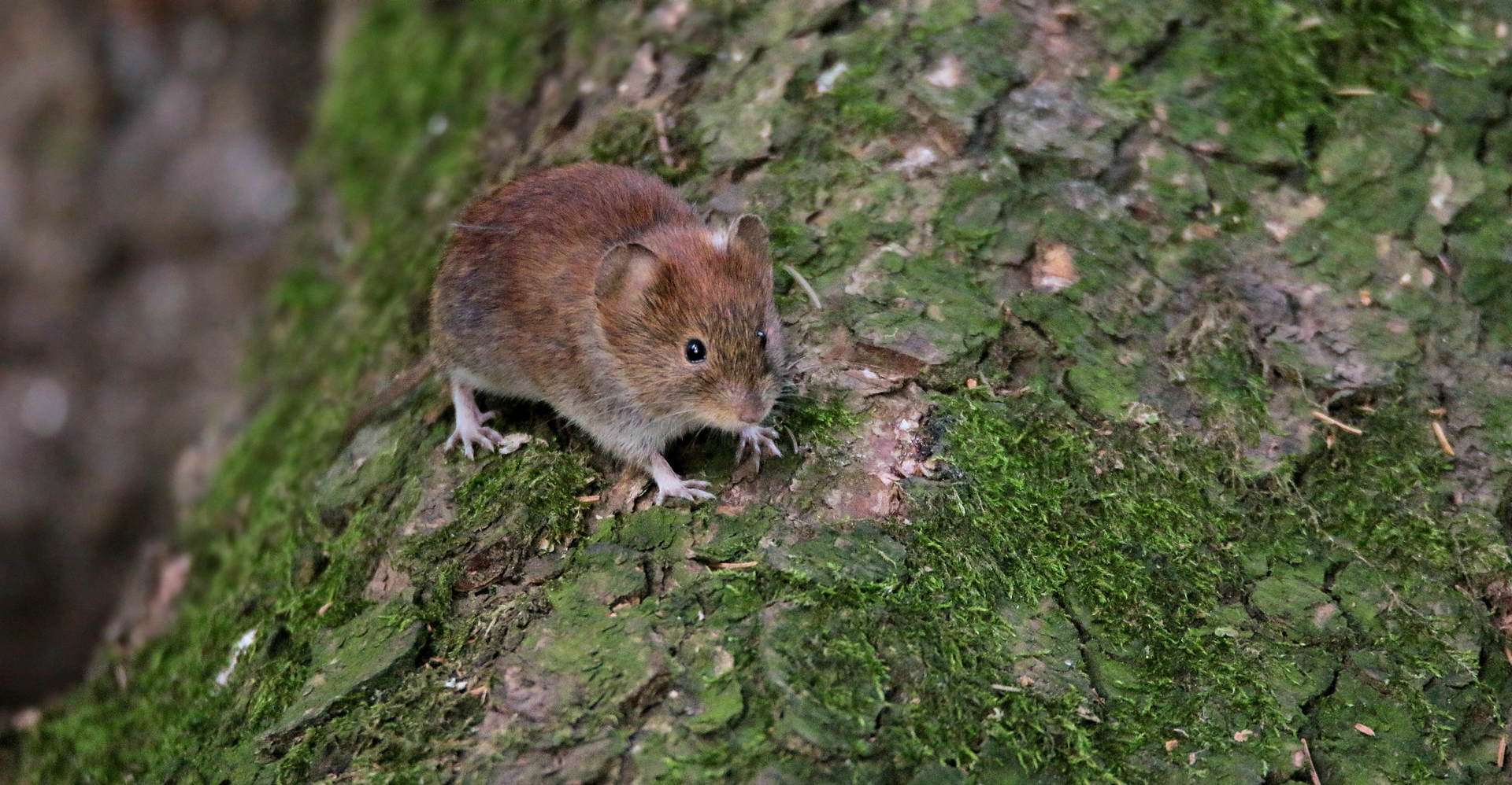 BEGEGNUNG IM WALD