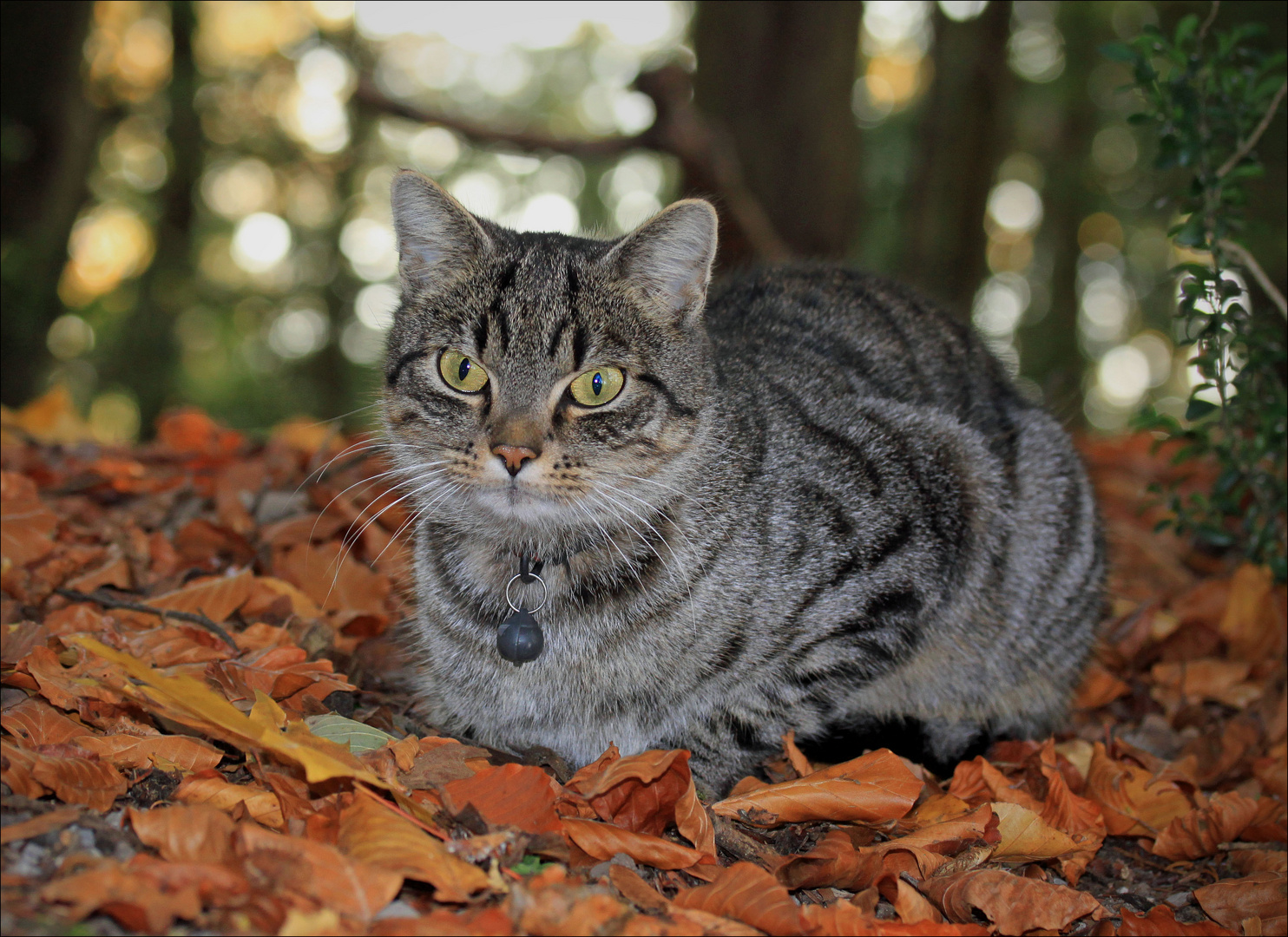 Begegnung im Wald