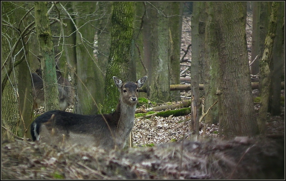 Begegnung im Wald