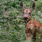 Begegnung im Wald