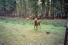 Begegnung im Wald