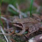 Begegnung im Wald