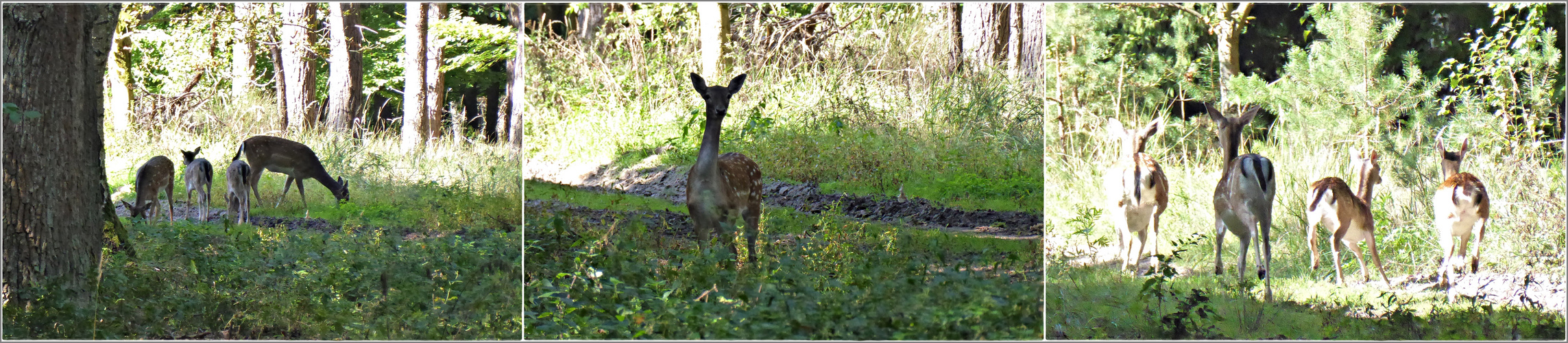 Begegnung im Wald