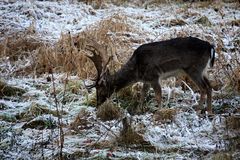 Begegnung im Wald