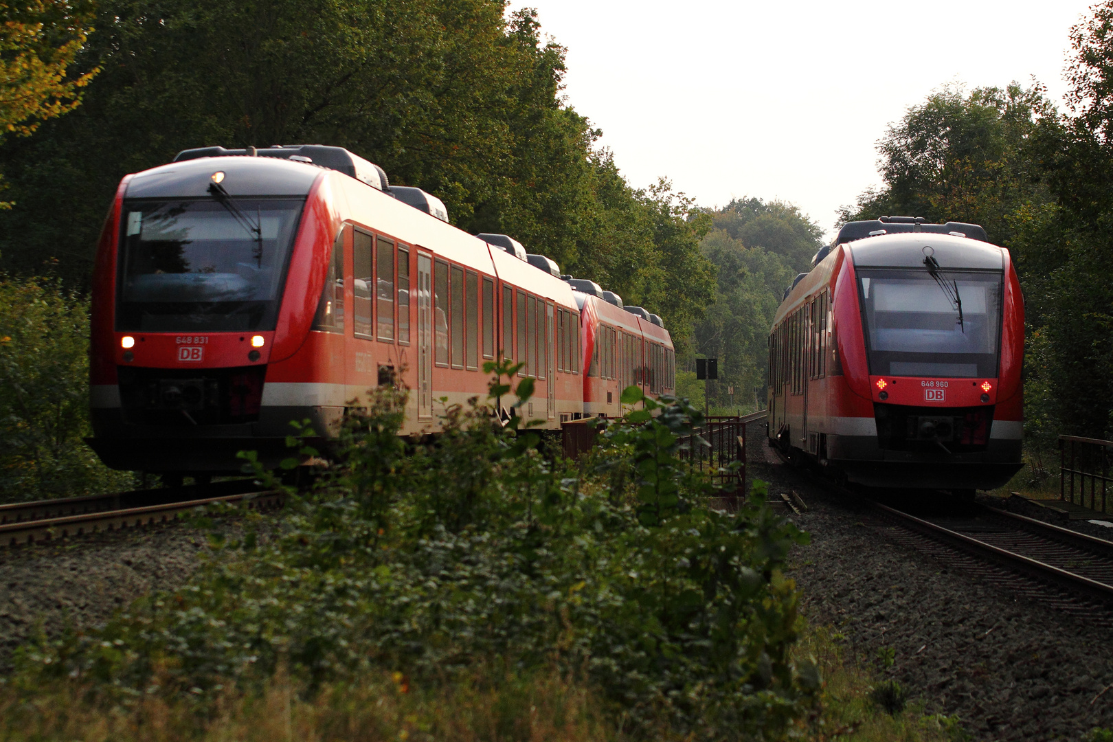 Begegnung im Wald bei Sereetz