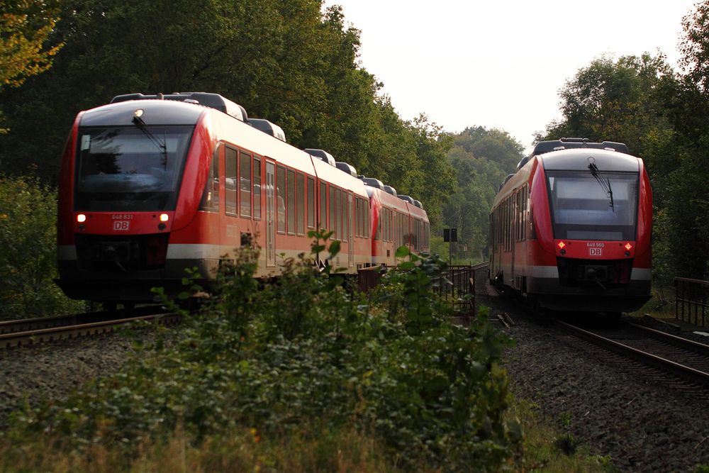 Begegnung im Wald bei Sereetz