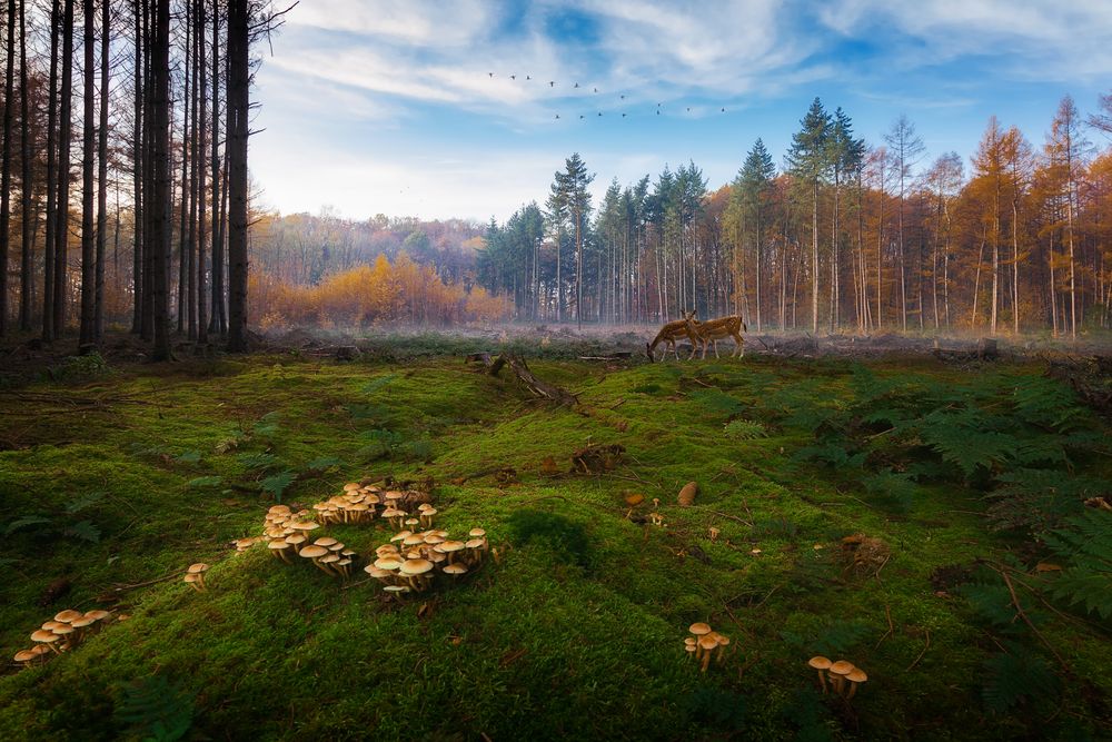 Begegnung im Wald