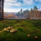 Begegnung im Wald